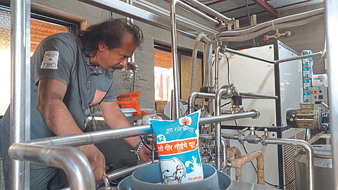 Dairy Business