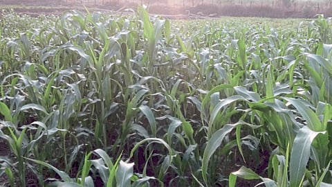 Jowar Crop