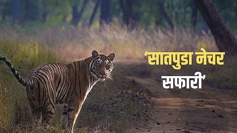 Satpuda Nature Safari