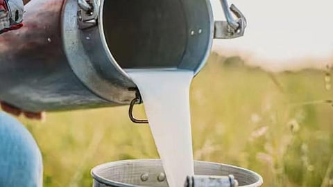 Milk Subsidy