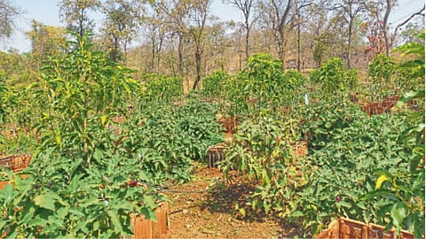 Crops