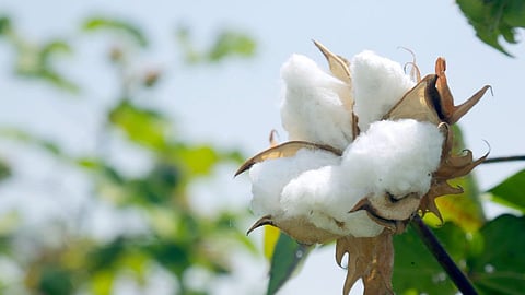 Cotton