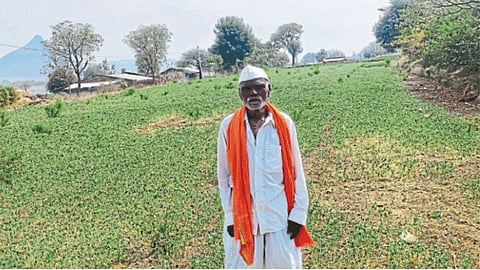 Methi Farming