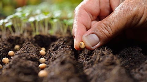 Seed Production