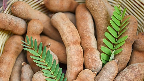 Tamarind Rate