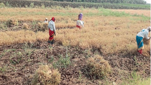 Rabi Harvesting