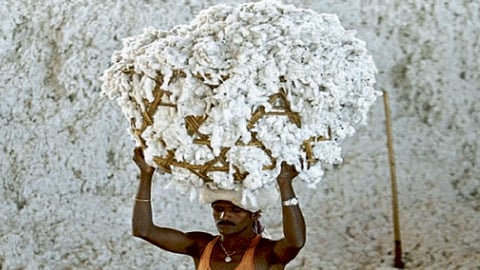 Cotton