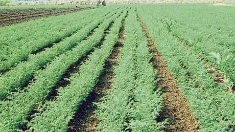 Chana Farm