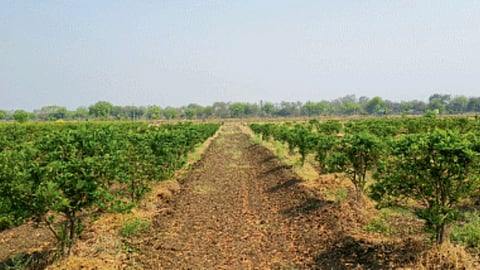 PDKV Fruit Cultivation