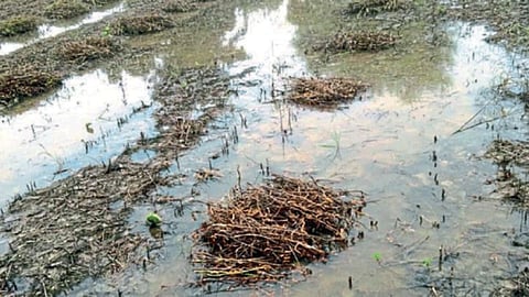 Hailstorm Damage