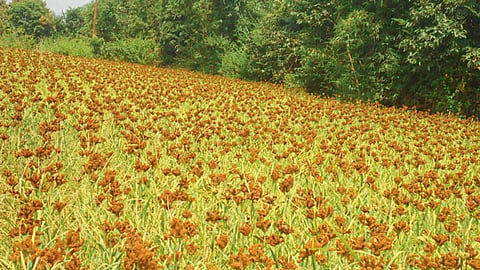 Ragi Crop