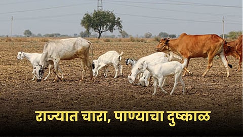 Drought Condition