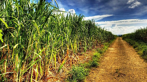 Sugarcane