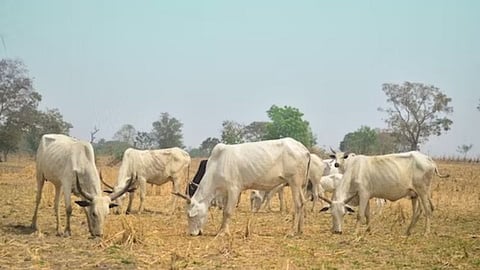 Fodder Shortage