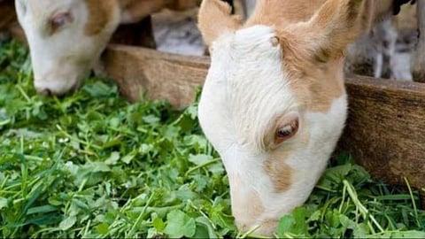 Animal Fodder