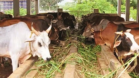 Fodder camp