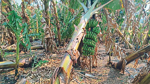 Crop Damage