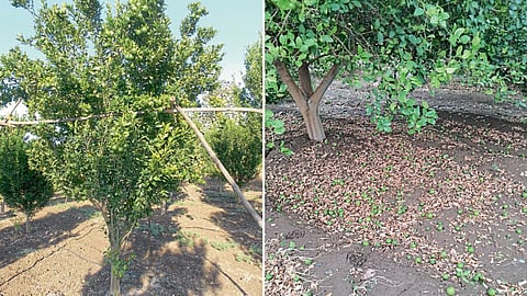 Orchards Measures