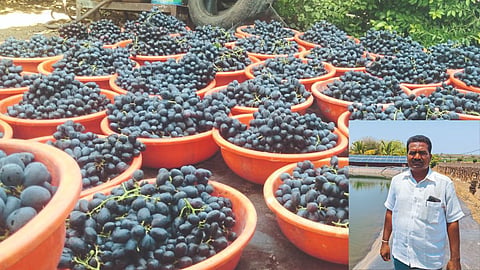 Fruit Farming