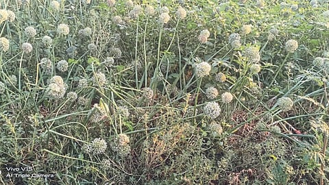 Crop Damage