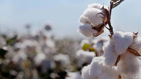 Cotton