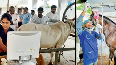 Animal Treatment