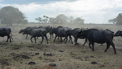 Animal Husbandry