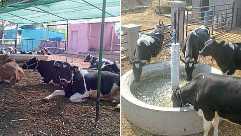 Animal Care