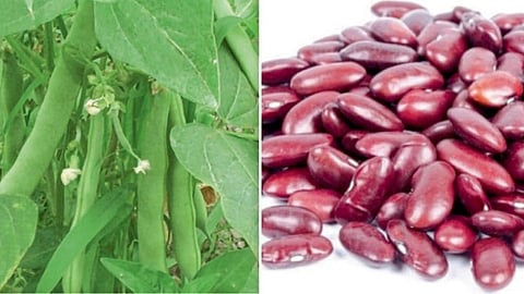Rajma