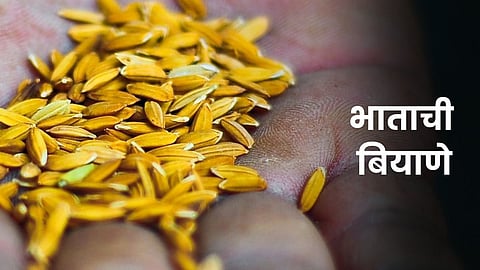 Paddy Seeds