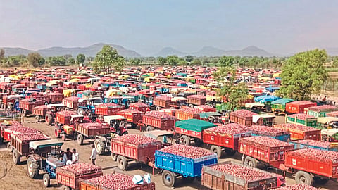 Onion Market