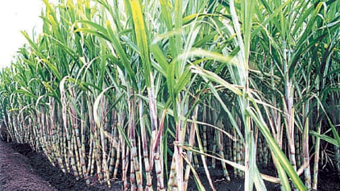 Sugarcane Cutting