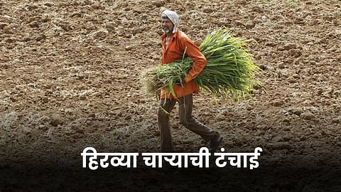 Fodder Shortage