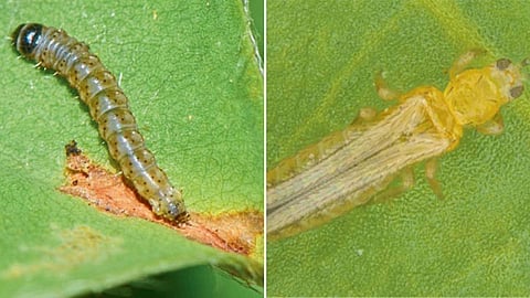 Pest Management