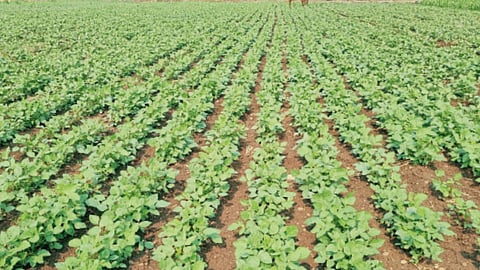 Summer Crops