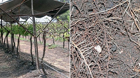 Grape Farming