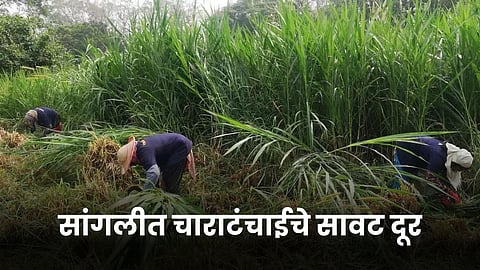 Fodder Issue