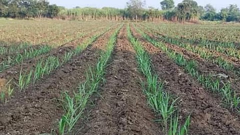 Sugarcane Farm