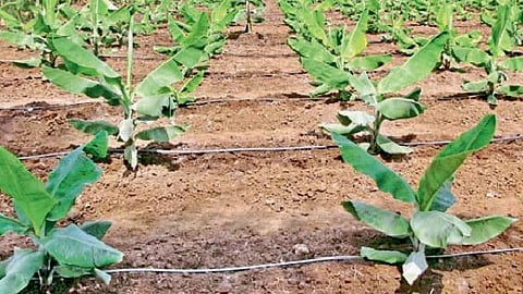 Banana Farming