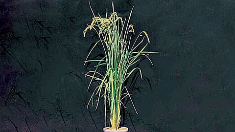 Rice Research