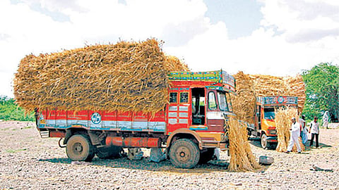 Fodder Shortage