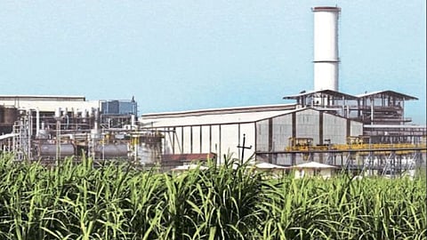 Sugarcane Season