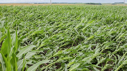 Crop Damage