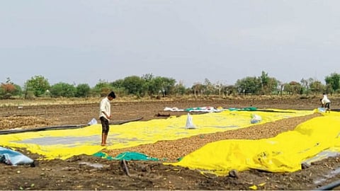 Crop Damage