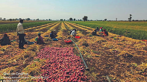 Onion Harvesting