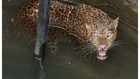 Leopard