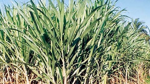 Irrigation Department