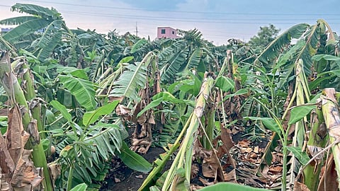 Banana Crop Damage