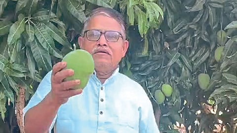 Hapus Mango