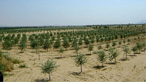 Desert